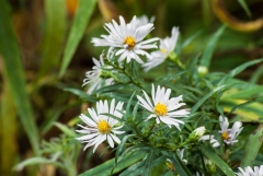 White Wood Aster