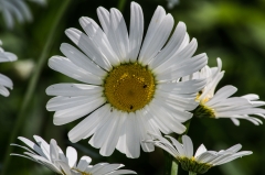 Daisy
