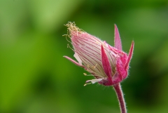 Prairie Smoke