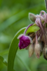 Spider wort