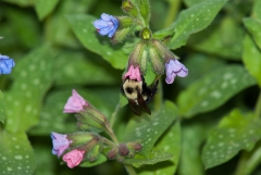Lungwort