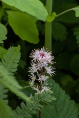 gc-plants-37