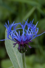 Corn Flower