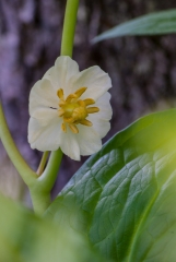 Mayapple