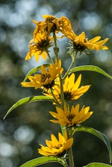 Black-eyed Susan