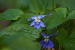 Violet