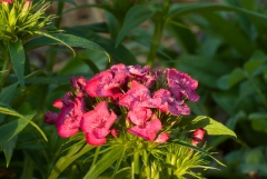 gc-plants-41