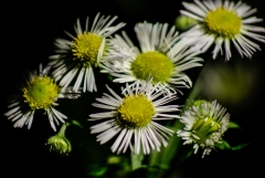 gc-plants-42