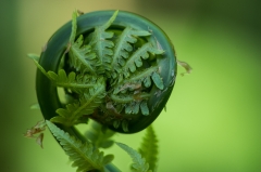 Fern Frond