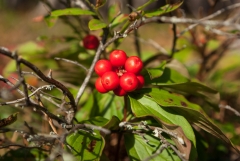 Bunch Berries