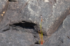Redroot