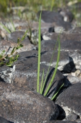 Redroot