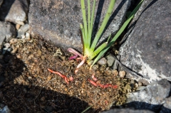 Redroot