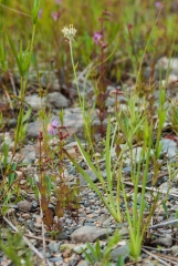 Redroot (in flower)