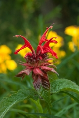 Bee Balm