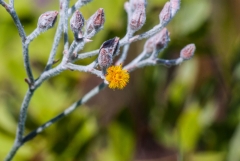 Golden Crest