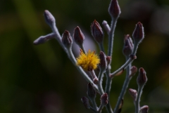 Golden Crest
