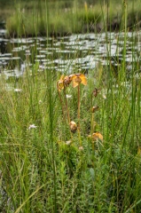 Pitcher Plant