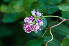Groundnut