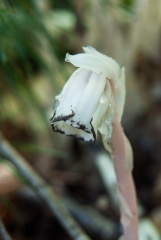 Indian Pipe