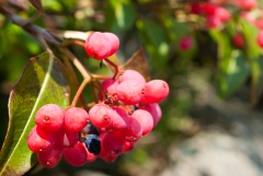 Withrod Berries