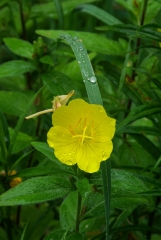 Sundrop
