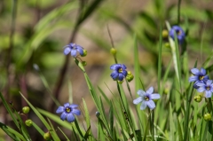 Blue-eyed Grass