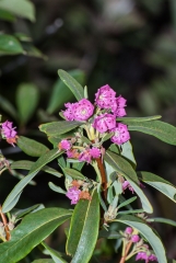 Pale Laurel