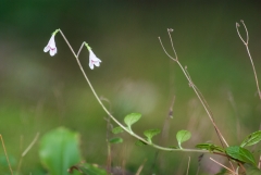 Twin Flower