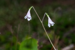 Twin Flower