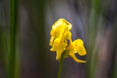 Horned Bladderwort
