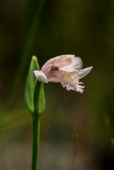 Rose Pogonia