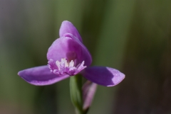 Rose Pogonia