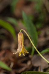 Bellwort