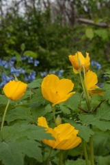 Wood Poppy