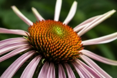 Purple Cone Flower