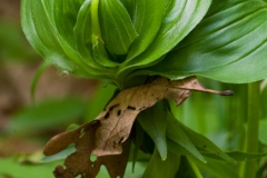 False Solomon's Seal