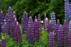 Wild Lupine