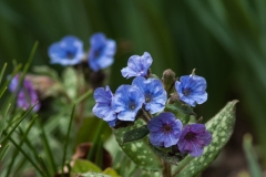 Lungwort