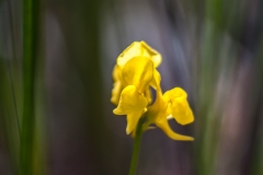 Horned Bladderwort