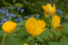Wood Poppy
