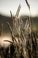 Spider Web