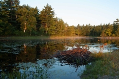 Beaver Lodge