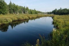 Calming Waters
