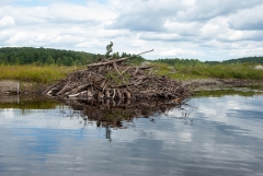 Beaver Lodge