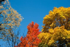 Fall Colours