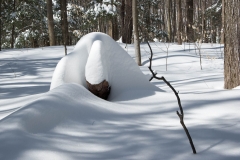 Snow Log