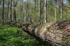 Old Growth Forest