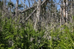 Coastal Forest