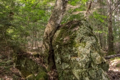 Near Old Growth Forest